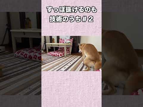 すっぽ抜けるのも 技術のうち＃２ 神戸 柴犬 shiba サムネイル