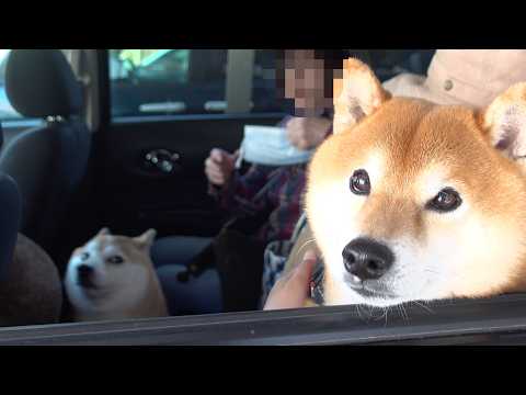 気になることがあり、実家の柴犬と旅へ。 サムネイル