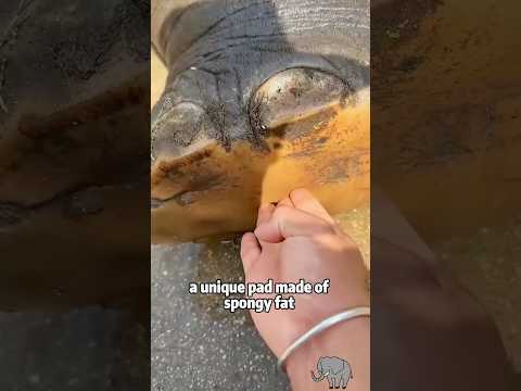 Is an elephant’s foot hard or soft? 🐘 The truth revealed! #… サムネイル