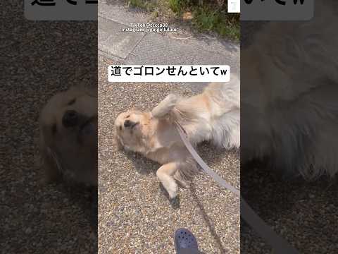 散歩拒否するゴールデンレトリバー😂　ゴールデンレトリバー 大型犬　犬　面白い　散歩 サムネイル
