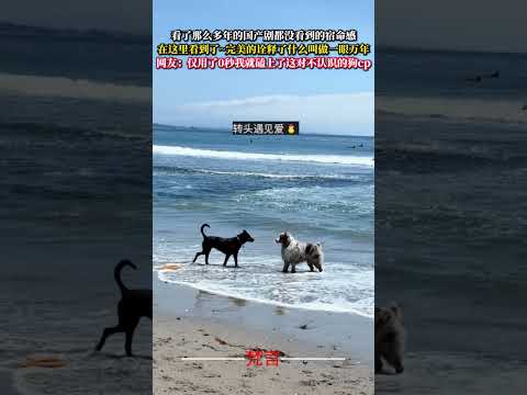 看了那麼多年的國產劇都沒看到的宿命感在這裡看到了 完美的詮釋了什麼叫做一眼萬年 狗狗 意外 有趣 愛情 dog ama… サムネイル