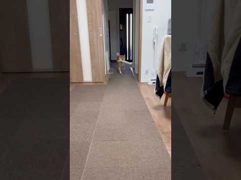 柴犬とん悟空　柴犬　柴犬とん サムネイル