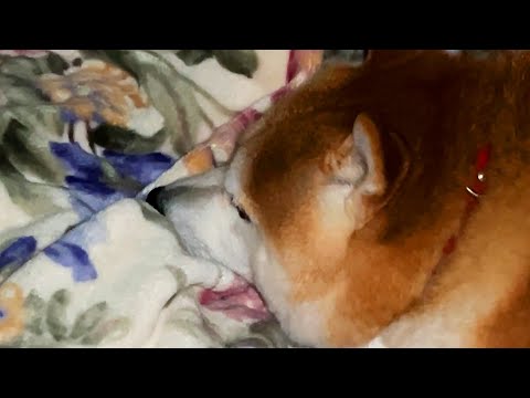人の布団の上でもちゃもちゃしてから何かを確信したように大きくうなずく柴犬 サムネイル
