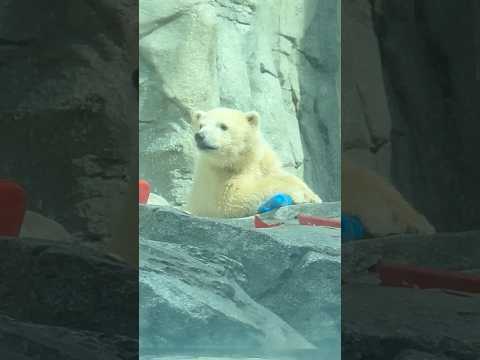 shorts 青いコーンとモモ太くん　  ホッキョクグマ　秋田県男鹿水族館GAOにて2026年4月30日 サムネイル