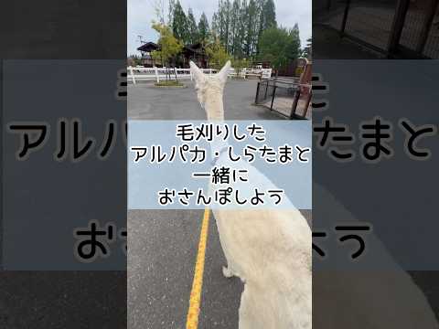 毛刈りしたアルパカ・しらたまと一緒におさんぽしよう 東武動物公園 動物 かわいい zoo animals 動物園 アル… サムネイル