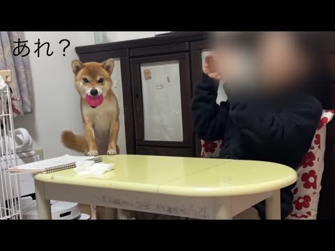 お姉ちゃんの声がどこからか聞こえて大困惑！柴犬小夏 サムネイル