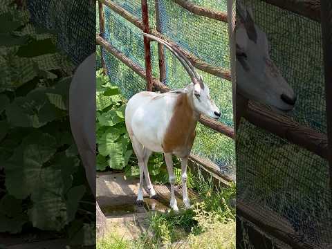 shorts シロオリックスのビビちゃん 今日もアフリカハゲコウのアフロンくん寄り☺️  千葉市動物公園にて　2026… サムネイル