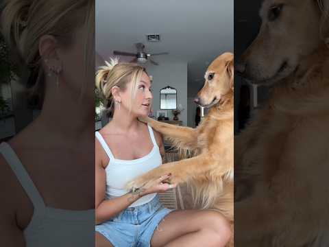 coming home to my golden retriever🥵 goldenretreiver dog ind…