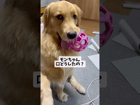 居心地の悪そうな舌goldenretriever ゴールデンレトリバー