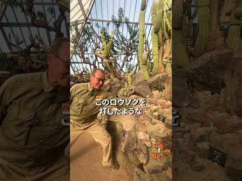 サボテン博士によるサボテン開花宣言🌼