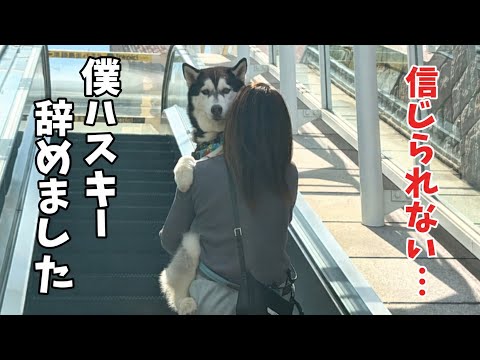 【なぜこうなる…】ハスキーと思えない超繊細な心を持つハスキーが沢山の人の前で笑い者になってしまいました… サムネイル