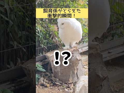 飼育係がとらえた衝撃の瞬間！ 東武動物公園 動物 zoo animals フクロウ シロフクロウ ロク 衝撃の瞬間 サムネイル
