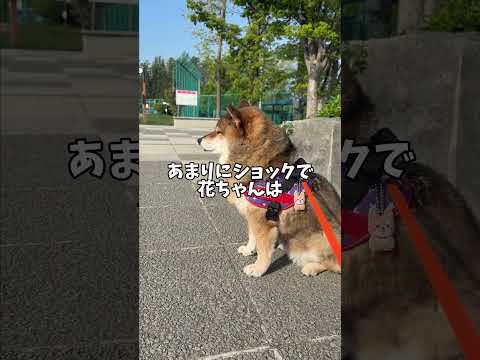散歩帰りの柴犬に訪れた悲劇😱