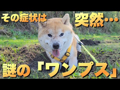 ｢突然…｣ずっと出来てた事なのに…意識する事で出来なくなる柴犬 サムネイル