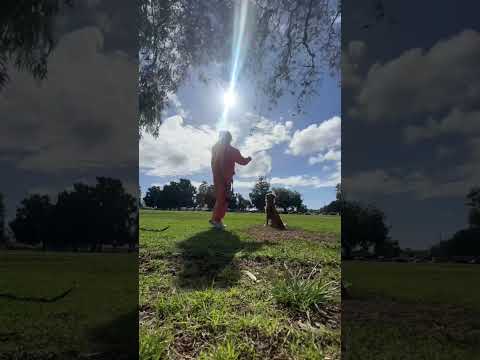 coming home to my golden retriever🥵 goldenretreiver dog ind… サムネイル