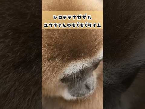 シロテテナガザルのユウちゃんのもぐもぐタイム 東武動物公園 癒し かわいい 動物 animals 可愛い 動物園 シロ… サムネイル