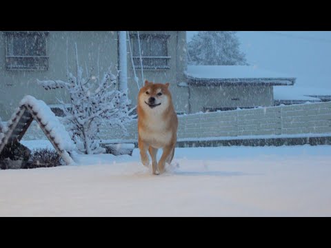 柴犬、久しぶりの積雪で様子が明らかにおかしい サムネイル