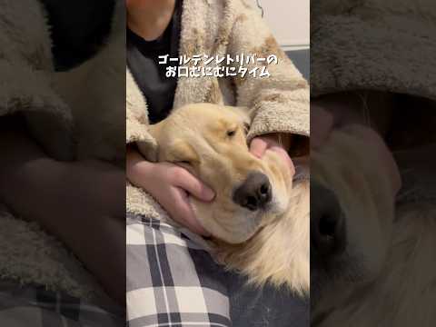 ゴールデンレトリバーのお口のたぷたぷが好きな方へ向けた動画です👍ゴールデンレトリバー 犬系彼氏 犬と2人暮らし サムネイル