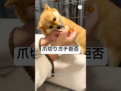 爪切りガチ拒否 ‼️お父さんとの攻防戦　犬　いぬ　爪切り　面白い　かわいい犬 サムネイル