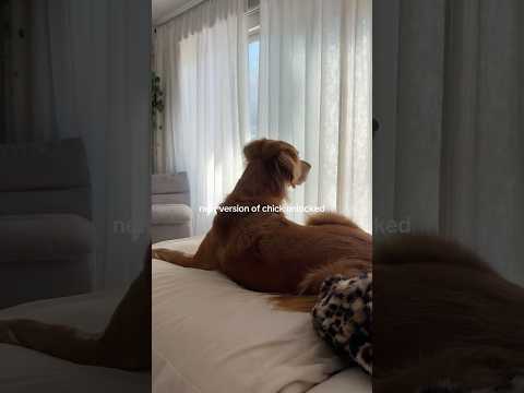 dog-tor coby to rescue🛟goldenpup puppy goldenpupppy dogbree… サムネイル