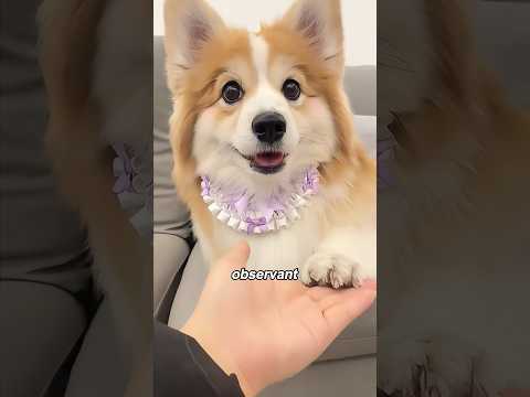 Corgi: Short Legs, BIG Drama Queen! 🐶👑animals pets funny sc…