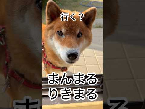 ’25.12.9 力丸の…柴突猛進？ 柴犬 shibainu 柴犬のいる暮らし 柴犬の日常 お散歩 カメラ目線 力丸 サムネイル