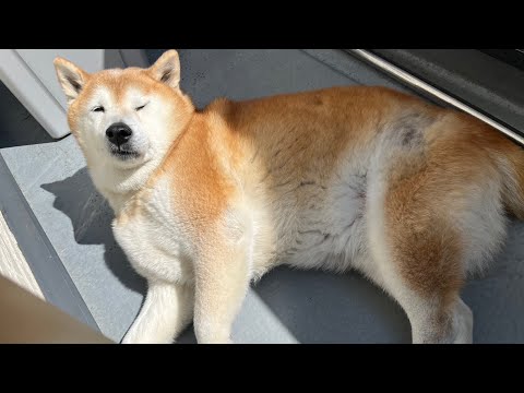 柴犬福 天サロ中の柴犬🤣Why here🤣 サムネイル