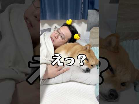 仕返しどころかリラックスされたw 柴犬 shorts サムネイル