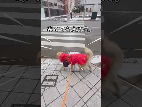 日本橋小伝馬町都会の大型犬の雪散歩 大型犬のいる生活 サムネイル