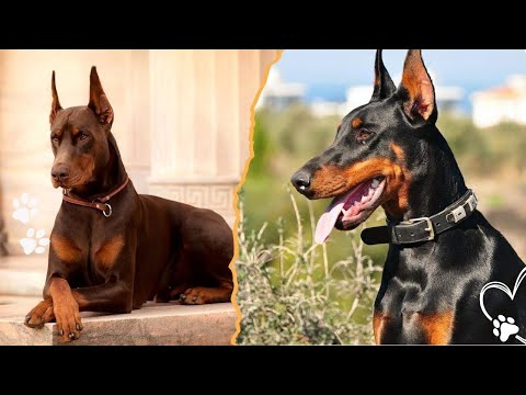Top 3 Ways Dobermans Change as They Grow Up サムネイル