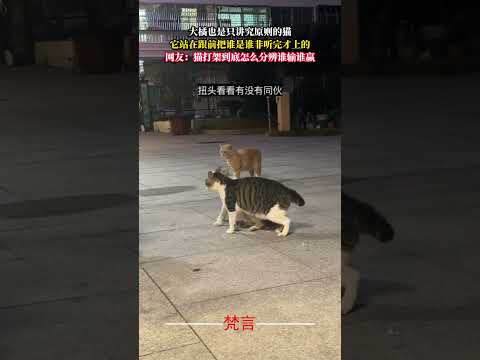 大橘也是只講究原則的貓 它站在跟前把誰是誰非聽完才上的 貓咪 意外 萬萬沒想到 cat amazing shorts サムネイル