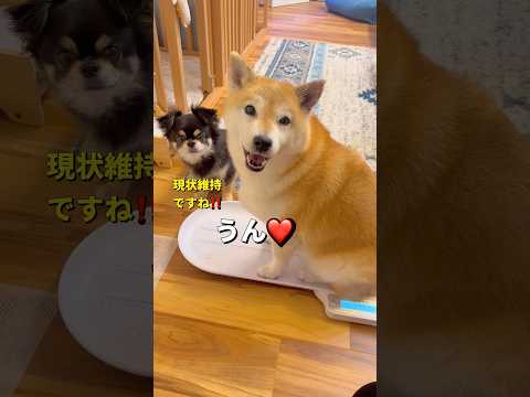 みんなでダイエットかな😅柴犬 チワワ shorts サムネイル