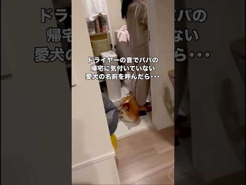 家に帰るといつも全力でお出迎えしてくれる愛犬の目の前に急に現れたら⋯ 柴犬 柴犬のいる暮らし shorts サムネイル