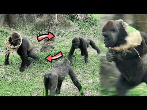 Energetic Gorilla Tayari had a great time with Ringo, Jabal… サムネイル