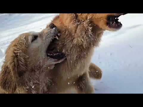 ワクワクが止まらないゴールデンレトリバー親子。いつもの田んぼも電気柵外すのももどかしい。 サムネイル