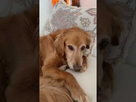 Golden retriver hug me india dog goldenretreiver dogbreed f… サムネイル