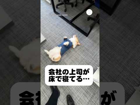 会社の上司、今日も自由すぎる　　犬　いぬ　会社　上司　看板犬 サムネイル