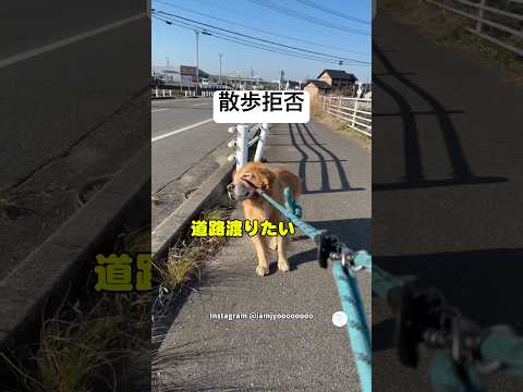 散歩を断固拒否するゴールデンレトリバー　ゴールデンレトリバー　大型犬　犬　面白い　犬のいる暮らし サムネイル