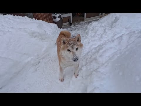 2026年2月11日(水) 鬼監督にどんどん投げろと指示される雪合戦 サムネイル