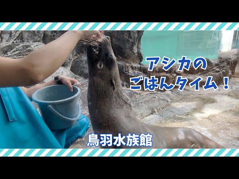 【鳥羽水族館】アシカのごはんタイム！🐟 サムネイル
