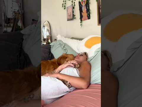 coming home to my golden retriever❤️india retreiver dog pup…