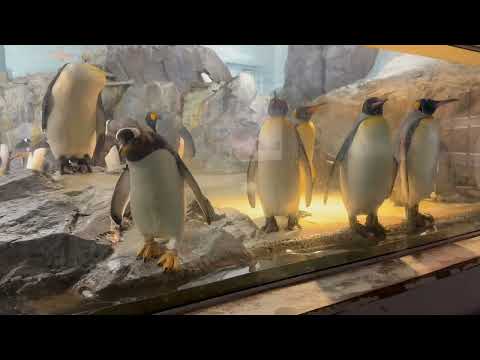ショーウインドー？イエ動物園です😅　オウサマペンギン　のんほいパークにて　2026年2月13日
