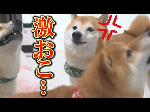 まるで人間の子ども！物事がうまくいかないと、イライラして発狂する柴犬に笑っちゃいました。 サムネイル