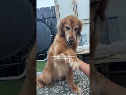 coming home to my golden retriever❤️india retreiver dog pup… サムネイル