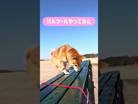 柴犬とん君、流行りのヤツをやってみた　柴犬　柴犬とん サムネイル