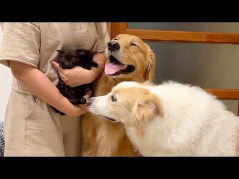 保護した子猫と初めて対面した犬の反応が優しすぎました...【ゴールデンレトリバー・ボーダーコリー】