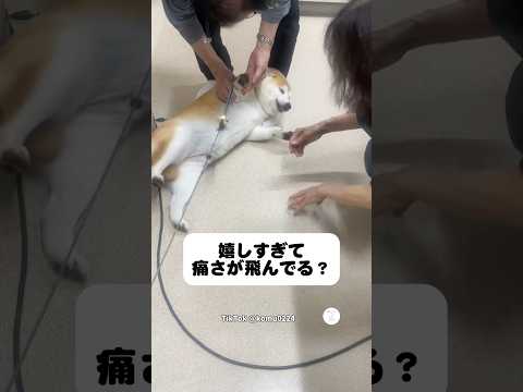病院の先生が大好きな柴犬🐶　　　柴犬　犬　動物病院　いぬ　かわいい犬 サムネイル