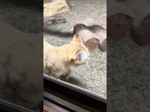 shorts スナネコのアルドくん　那須どうぶつ王国　IMG 8011 サムネイル