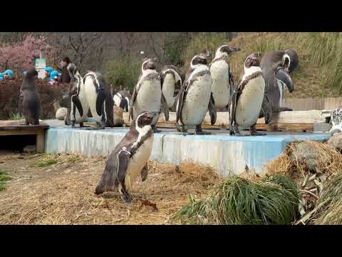 記念写真対応していたフンボルトペンギンさん　埼玉県こども動物自然公園にて　2026年3月6日 サムネイル