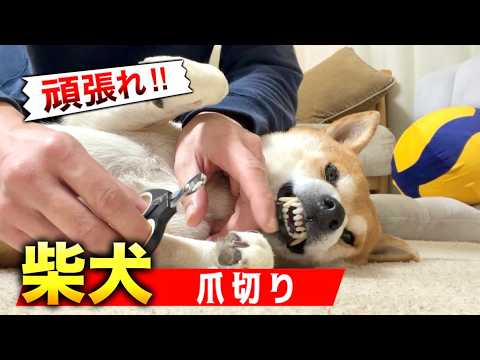 歯、全部出てますけど…柴犬の爪切りが修羅場すぎた サムネイル